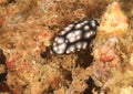 Nudibranch Ã¢â¬â Phyllidiella pustulosa